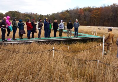 A group of adults are standing on a platform out in wetlands.