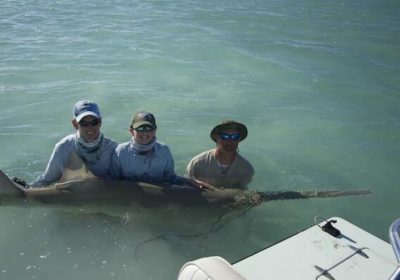 Three people standing in the water holding a smalltooth sawfish.
