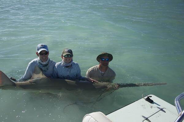 Three people standing in the water holding a smalltooth sawfish.