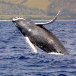 Humpback whale coming out of the water with hills in the background.