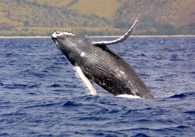 Humpback whale coming out of the water with hills in the background.