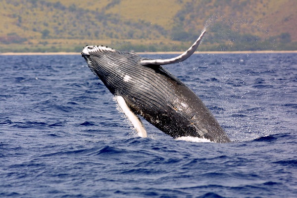 Humpback whale coming out of the water with hills in the background.