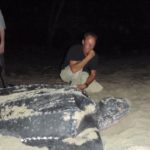 A man and a woman look at a huge leatherback turtle lying in the sand.