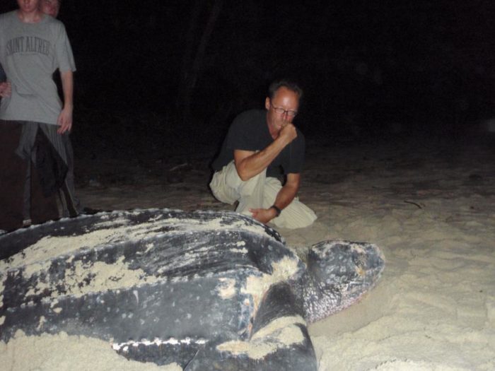 A man and a woman look at a leatherback turtle lying in the sand.