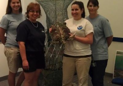 Four woman stand together with one of them holding a turtle.