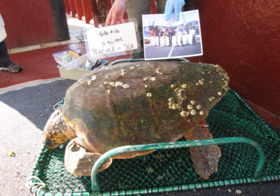 TAS the Turtle