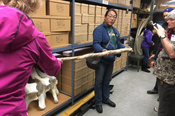 A woman holds a narwhal tusk from a bone collection and is surrounded by people taking photographs.