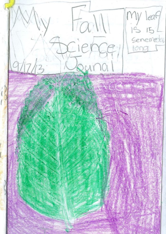 A crayon drawing of a green leaf on a purple background in a child's science journal.