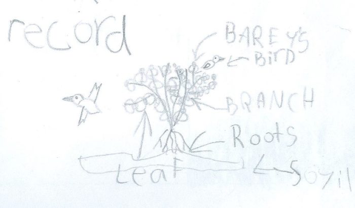 Student sketch entitled "Record of a berry bush" with the following captions: berries, bird, branch, roots, soil and leaf.