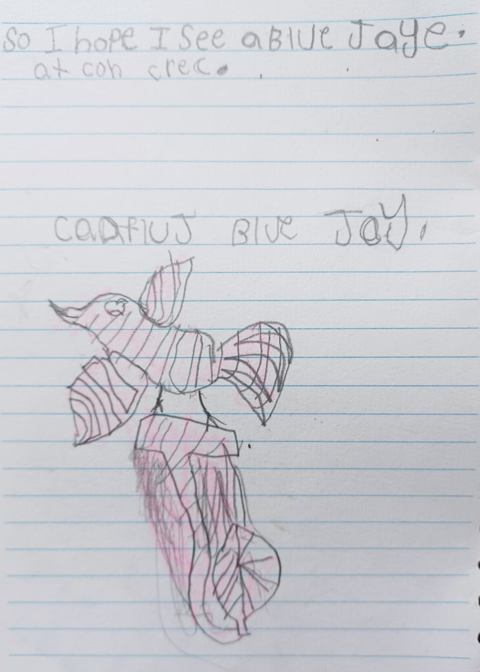 A pencil drawing by a young child of a blue jay, done on notebook paper. The child's caption states they they hope they see a blue jay. The blue jay is colored pink.