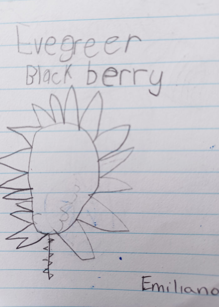 A pencil drawing by a young child of an evergreen blackberry, done on notebook paper.
