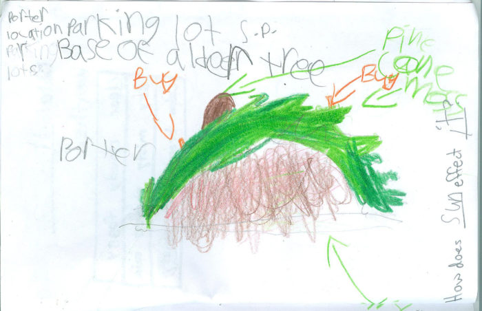 A young student's drawing using colored pencil. The image looks like a taco with lettuce, but is actually the base of an alder tree with a pine cone, which is indicated by the labels.