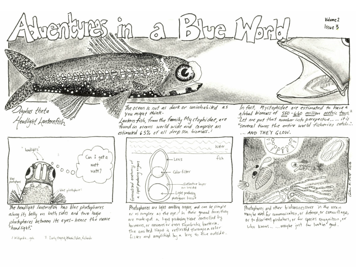A four-panel cartoon entitled "Adventures in a Blue World" featuing images of a lanternfish and other deep sea creatures the are bioluminescent.