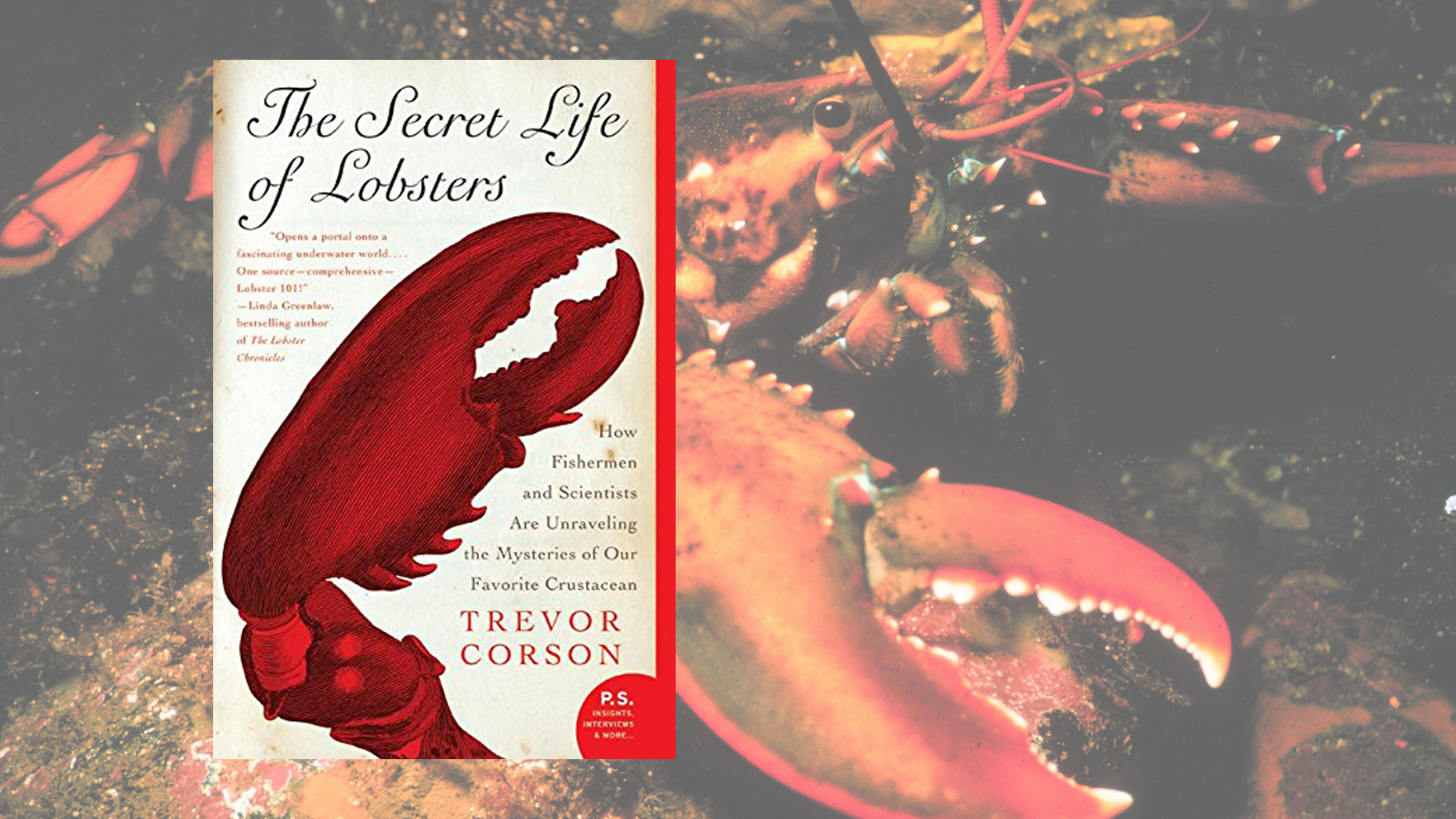 The Secret Life of Lobsters book cover with lobster photo in background