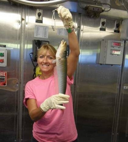 A woman in a pink shirt and rubber gloves with long blonde hair holds up a 2 foot long fish.