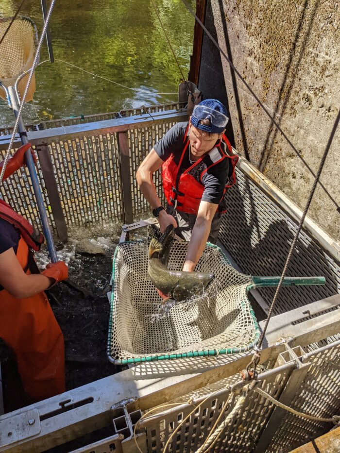 A man wearing a red life vest and hat is handling a large fish in a net while standing on a metal platform next to a water gate during educational fieldwork. Another person in an orange vest assists