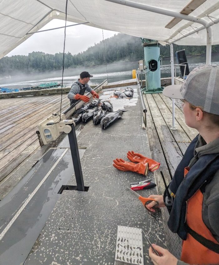 Two people are working on a floating structure in a misty, forest-lined bay. One is handling fish while the other, wearing a life vest, observes educational equipment on a table.