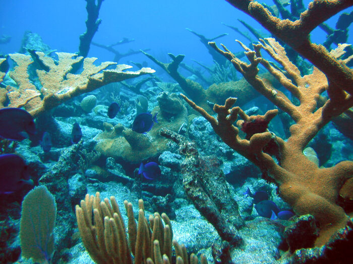 A vibrant underwater scene featuring a variety of coral formations and marine life. Various shapes and colors of coral reefs are visible, with numerous small fish swimming among them, all set against a backdrop of clear blue water.