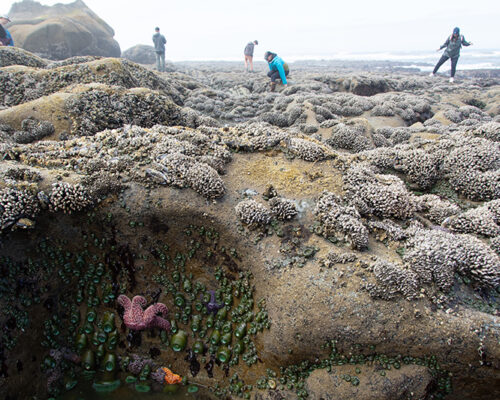 A coastal tide pool scene with barnacle-covered rocks, sea anemones, and two starfish. Four people explore the tide pools in the background, dressed in casual clothing and rain gear. The ocean is visible in the distance under a cloudy sky.