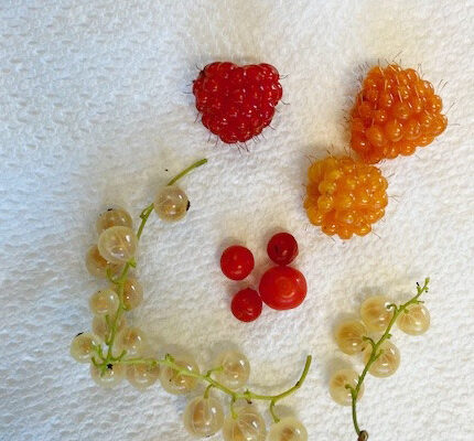 A playful face created with berries on a paper towel. A red raspberry forms the eyes, two orange berries make the ears, small red berries shape the nose, and light-colored currants outline a smiling mouth.