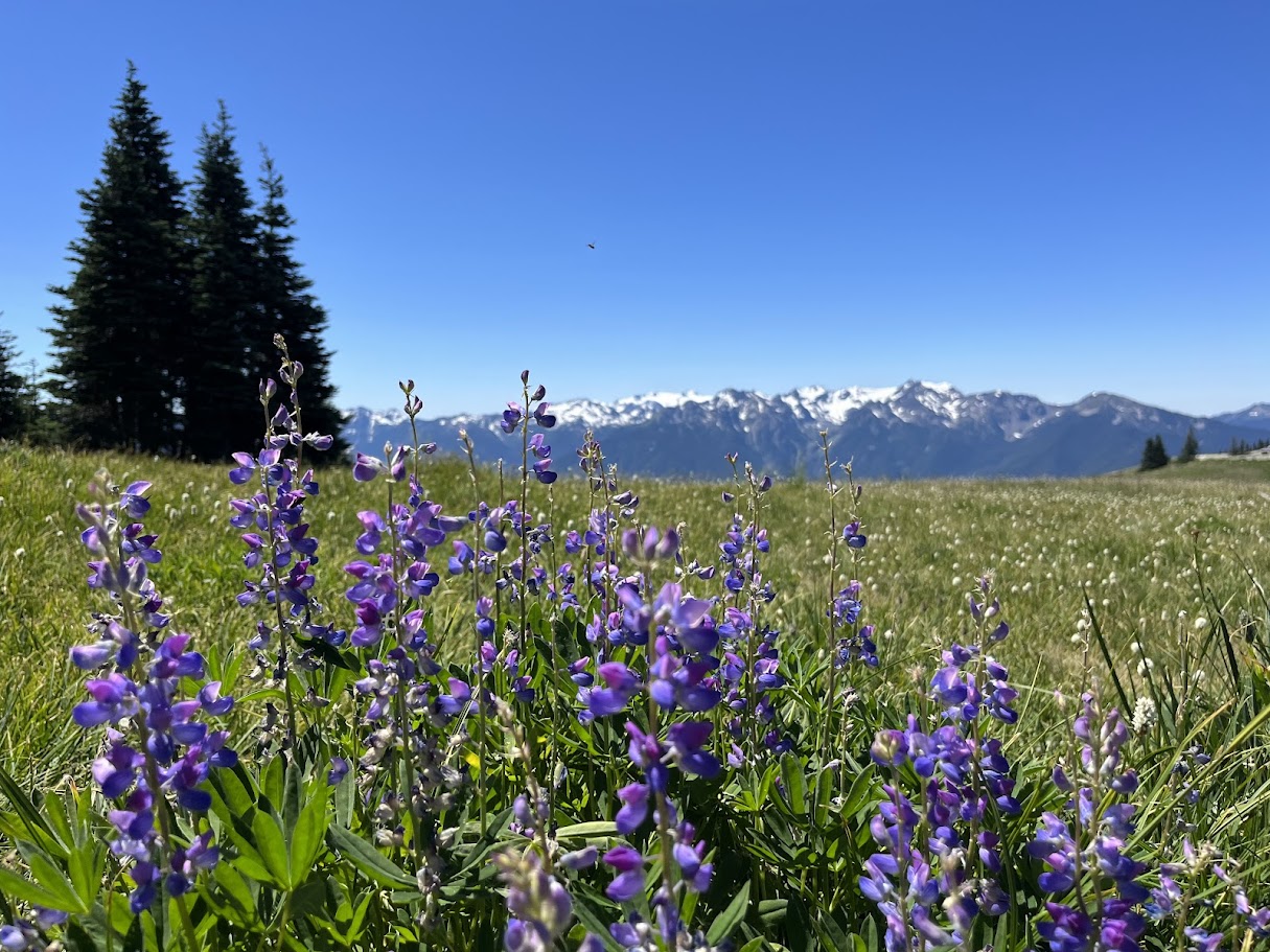 Field of purple wildflowers in the foreground with a backdrop of snow-capped mountains under a clear blue sky. Evergreen trees stand to the left, adding to the scenic alpine meadow landscape.