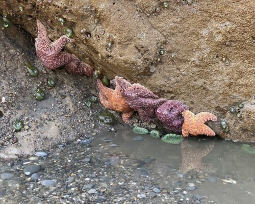 A group of colorful starfish clings to a rocky outcrop at the edge of a shallow tide pool. The starfish vary in shades of pink, orange, and purple, while small green sea anemones and barnacles are also visible on the rock and in the water.