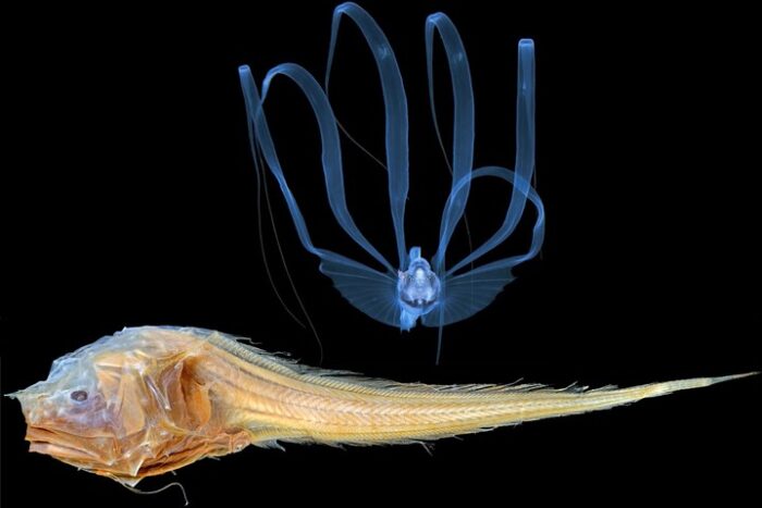 A transparent fish with a detailed skeletal structure and long, delicate fins is displayed against a black background. Above it is a smaller, translucent fish with ribbon-like appendages extending outward. The intricate details of both fish are vividly highlighted.