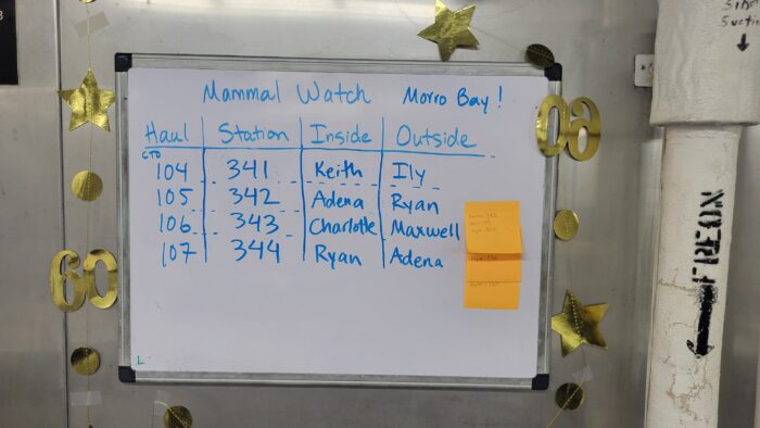 A whiteboard titled "Mammal Watch Morro Bay" lists station numbers and names of participants for inside and outside duties. Gold stars and "60" decorations surround the whiteboard. Two sticky notes are attached to the board's edge.