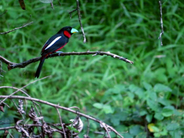 A black and red bird with a distinctive green beak perched on a thin branch against a lush green background.