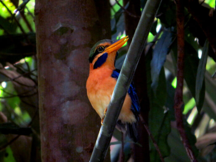 A colorful bird with a bright orange chest, blue wings, and a yellow beak sits perched on a branch in a dense forest setting. Dark green leaves and tree trunks are visible in the background.