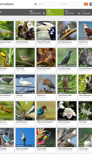 A grid displaying various animals: green pigeon, dusky leaf monkey, oriental pied hornbill, black-headed falconet, Brahminy kite, waterhen, swiftlet, glossy starling, serpent eagle, myna, barbet, bulbul, bush robin, tree sparrow, egrets, and kingfishers.