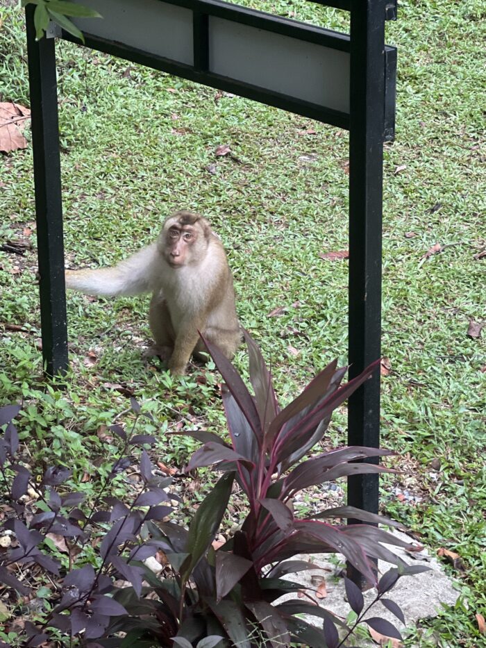 A monkey with light brown fur sits under a black signpost on a grassy area, looking towards the camera. Lush greenery surrounds it, including a plant with dark reddish-purple leaves in the foreground.